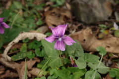 Viola confusa