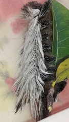 Megalopyginae