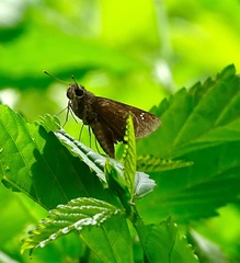 Torbenlarsenia gemella