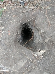 Oryctolagus cuniculus