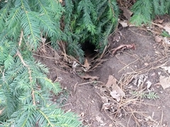 Oryctolagus cuniculus