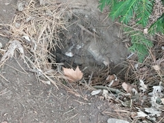 Oryctolagus cuniculus