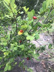 Erythroxylum delagoense