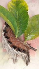 Megalopyginae