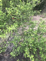 Erythroxylum delagoense