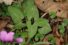Viola confusa