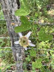 Passiflora bicornis image