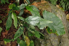 Dicliptera tinctoria