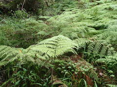 Hypolepis sparsisora