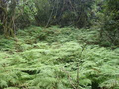 Hypolepis sparsisora