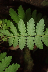 Christella ensifera