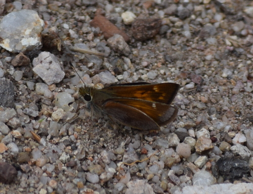 Taxiles Skipper photo 6