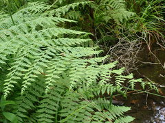 Hypolepis sparsisora