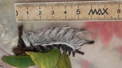 Megalopyginae