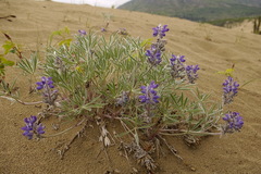 Lupinus kuschei