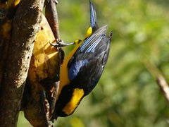 Anisognathus somptuosus
