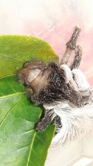 Megalopyginae
