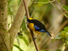 Anisognathus somptuosus