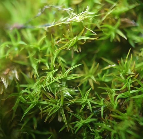 Image of Bryoerythrophyllum recurvirostrum by no rights reserved