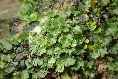 Crepidomanes minutum