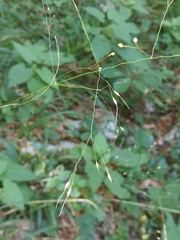 Achnatherum virescens