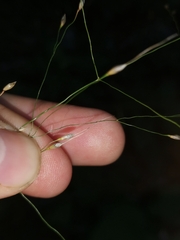 Ljaž, CC BY, iNaturalist via GBIF Achnatherum virescens, photograph Ljaž, CC BY, iNaturalist via GBIF