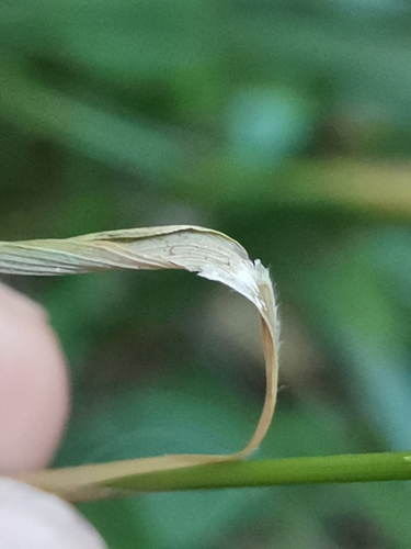 Achnatherum virescens, photograph 2