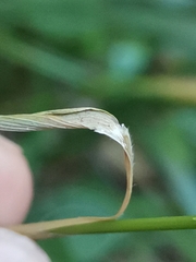 Ljaž, CC BY, iNaturalist via GBIF Achnatherum virescens, photograph Ljaž, CC BY, iNaturalist via GBIF