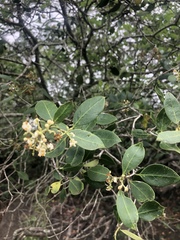 Olea capensis enervis