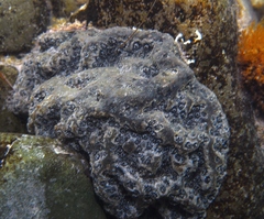 Aplidium lunacratum