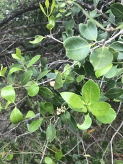 Olea capensis enervis