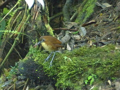 Grallaria flavotincta