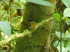 Grallaricula flavirostris