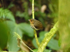 Grallaricula flavirostris