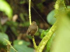 Grallaricula flavirostris