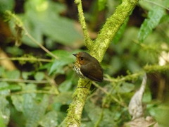 Grallaricula flavirostris