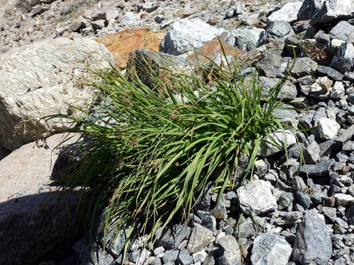 Image of Alpine woodrush by (c) Wolfgang Jauch, some rights reserved (CC BY)