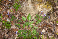 Pulmonaria officinalis