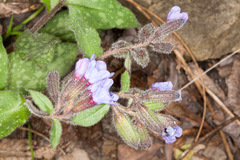 Pulmonaria officinalis