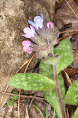 Pulmonaria officinalis