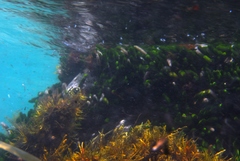 Caulerpa brownii