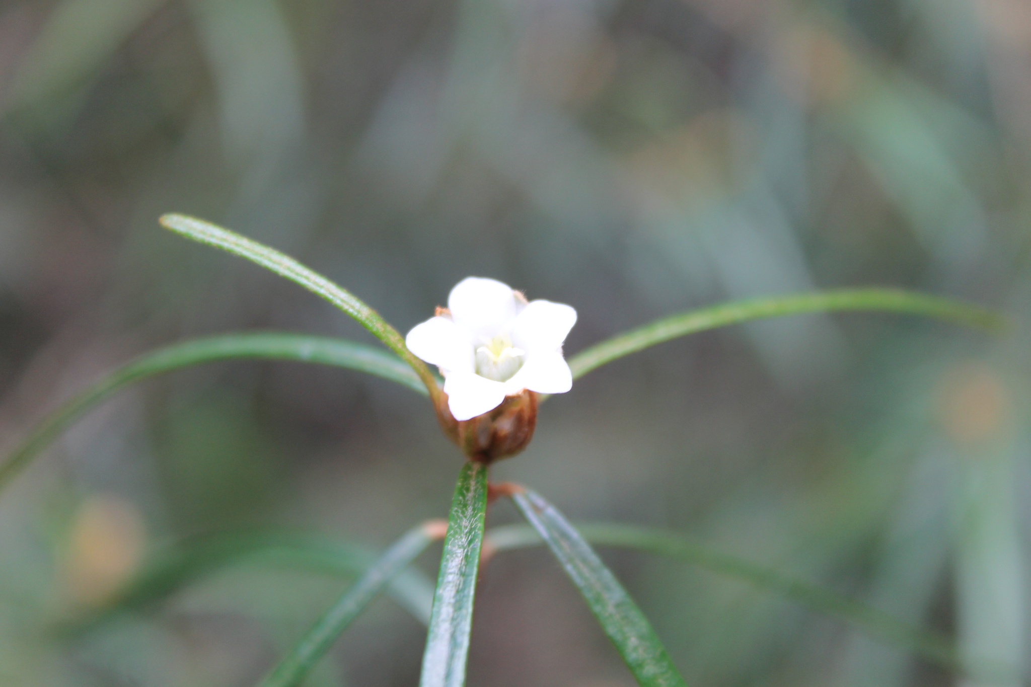 Ricinocarpos canianus