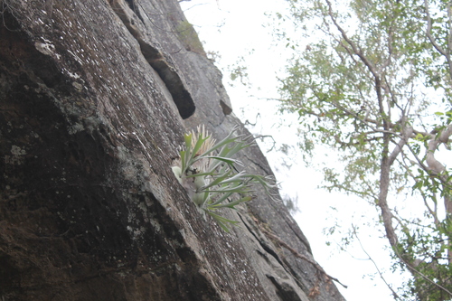 Platycerium veitchii, photograph 4