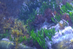 Caulerpa brownii