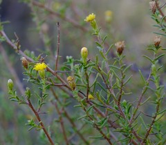 Marasmodes oubinae