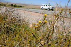 Marasmodes oubinae