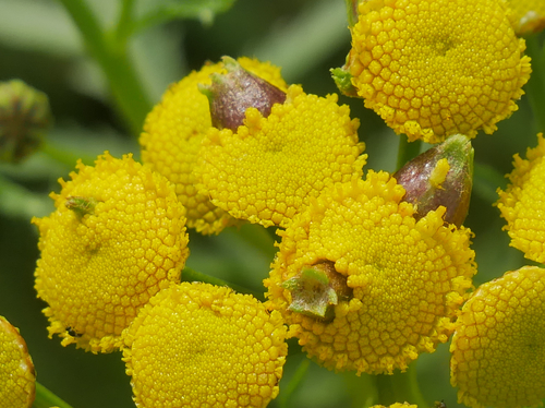 Tansy Flask Gall, photo 4 of 10