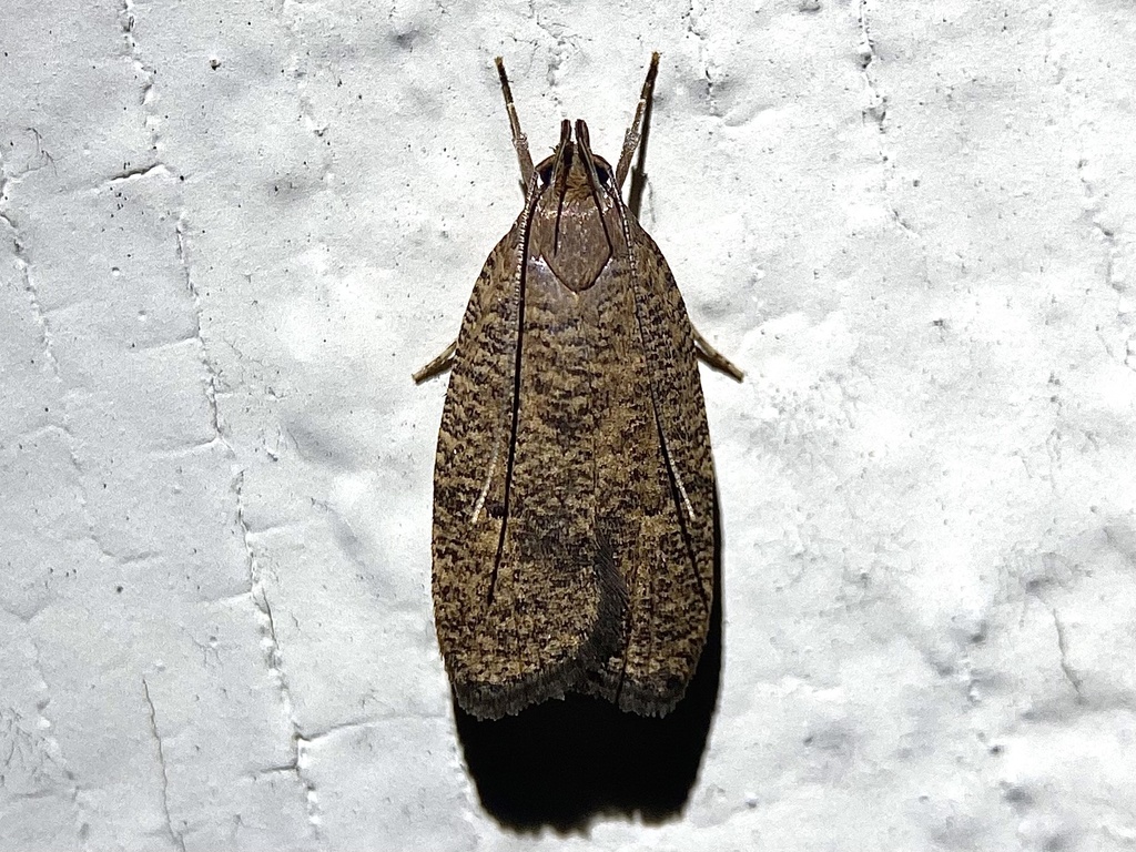 Dotted Leaftier Moth