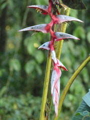 Heliconia griggsiana