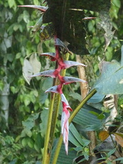 Heliconia griggsiana